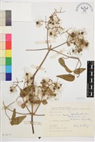 梨山小蓑衣藤藏品圖，第2張