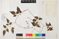 小木通藏品圖，第2張