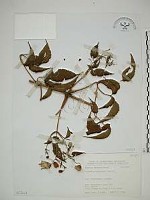 小木通藏品圖，第1張