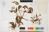 小木通藏品圖，第2張