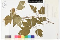 串鼻龍藏品圖，第1張