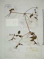 小木通藏品圖，第1張