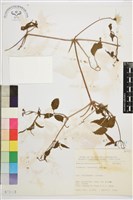 小木通藏品圖，第2張