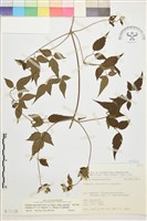 巴氏鐵線蓮藏品圖，第1張