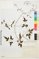 巴氏鐵線蓮藏品圖，第1張