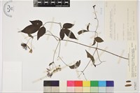 巴氏鐵線蓮藏品圖，第1張