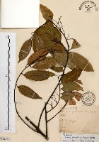 墨點櫻桃、黑星櫻藏品圖，第1張