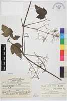 串鼻龍藏品圖，第1張