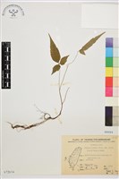 森氏鐵線蓮藏品圖，第2張