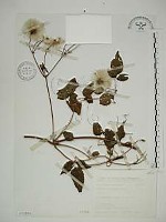 小木通藏品圖，第1張