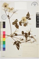 小木通藏品圖，第2張