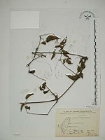 小木通藏品圖，第1張