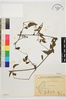 小木通藏品圖，第2張