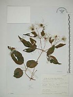 小木通藏品圖，第1張