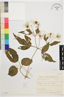 小木通藏品圖，第2張