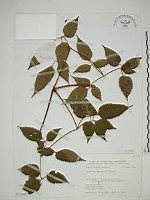 小木通藏品圖，第1張