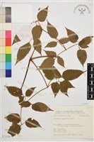 小木通藏品圖，第2張