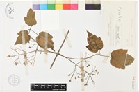 串鼻龍藏品圖，第1張