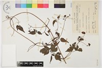 小木通藏品圖，第2張