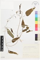 亨利氏鐵線蓮藏品圖，第1張