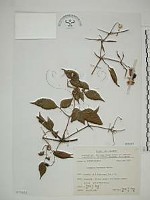 小木通藏品圖，第1張