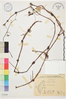 繡球藤藏品圖，第1張