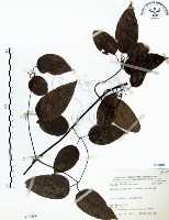 柱果鐵線蓮藏品圖，第1張