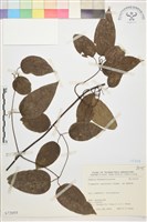 柱果鐵線蓮藏品圖，第2張