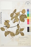 柱果鐵線蓮藏品圖，第2張