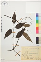 柱果鐵線蓮藏品圖，第2張