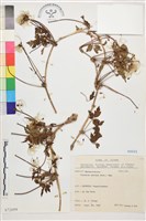 繡球藤藏品圖，第1張