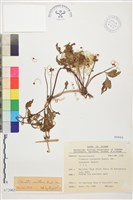 繡球藤藏品圖，第1張