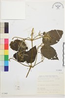 銹毛鐵線蓮藏品圖，第1張