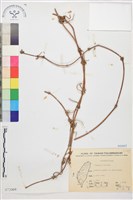 繡球藤藏品圖，第1張