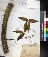 麥氏鐵線蓮藏品圖，第1張