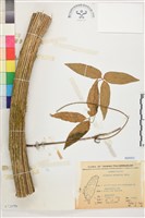 麥氏鐵線蓮藏品圖，第2張