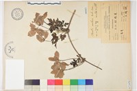 繡球藤藏品圖，第1張