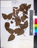 麥氏鐵線蓮藏品圖，第1張