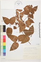 麥氏鐵線蓮藏品圖，第2張