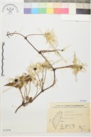 繡球藤藏品圖，第1張