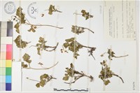 高山鐵線蓮藏品圖，第1張