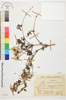 繡球藤藏品圖，第1張