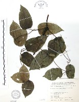 柱果鐵線蓮藏品圖，第1張