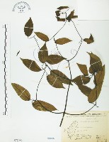 柱果鐵線蓮藏品圖，第1張