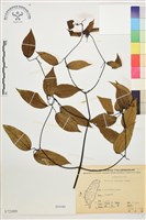 柱果鐵線蓮藏品圖，第2張