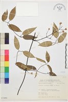 柱果鐵線蓮藏品圖，第2張