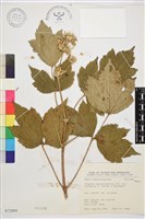 臺灣牡丹藤藏品圖，第1張