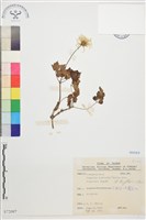 高山鐵線蓮藏品圖，第1張