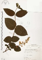 心基葉溲疏藏品圖，第1張