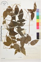 銹毛鐵線蓮藏品圖，第1張